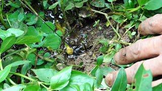 Mancing Belut Kuning Rawa Sawah Kota ‼