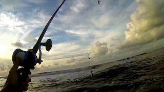 Surf Casting the Avet LX.