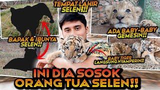 INI SOSOK BAPAK DAN IBUNYA SELEN ! GANTENG DAN CANTIK BANGET ! MAEN BARENG 2 ANAK SINGA DAN HARIMAU!