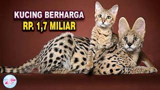 PELIHARAAN SULTAN! Inilah 9 Ras Kucing Paling Mahal Yang Pernah Ada