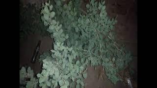 very beautiful leave in my home at night AES VLOG OFFCIAL