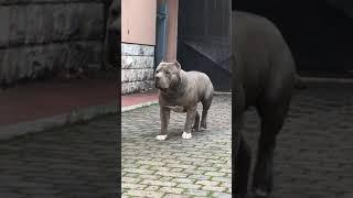 American Bully xl attack