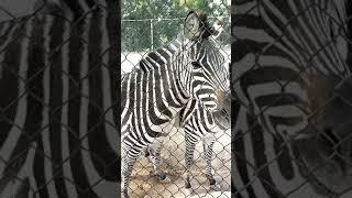 zebra images and sounds for kids.