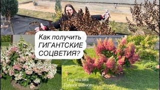 Как обрезать гортензии, чтобы получить ГИГАНТСКИЕ соцветия?