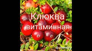 Кисель от всех болезней.#здоровье #клюква #кисель #витамины #