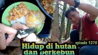 sendirian di kebun mencari rebung di kebun sawit untuk menu makan warta petani muda hidup di hutan