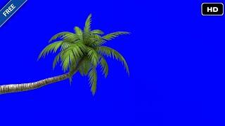 Palm Tree chroma key effects HD footages || Tree blue screen effects HD video