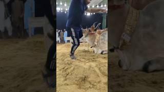 My Friend Attack  Dangerous Kankrej Bull In Cow Mandi Pakistan | Uthaker 5 Fit Dur Phek Diya 