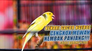 SUARA BURUNG |200| Kenari GACOR PANJANG INI Cocok untuk Masteran KENARI PAUD dan Kenari Macet BUNYI