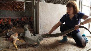 Terrifying Giant PYTHON - Harvest Luffa in the Garden Goes to Market Sell