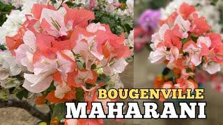 BOUGENVILLE MAHARANI