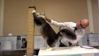 Gizmo maine coon cat wins big at TICAs New Orleans Show