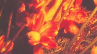 Tamaryn - The Garden [OFFICIAL VIDEO]