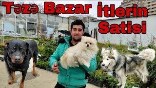 Teze Bazar İtlerin Satisi #tezebazar #elixezer