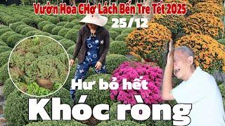 Nước mắt rơi trên cánh đồng hoa bỏ hàng nghìn chậu Cúc Mâm Xôi bị hư ở Chợ Lách Bến Tre