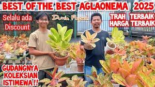 Best of The Best Aglaonema Tahun 2025| paling spesial aglonema koleksian harga terbaik Dunia Papah