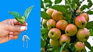 Sprout Your Own Orchard: Grow an Apple Tree from a Bud (DIY Project!)