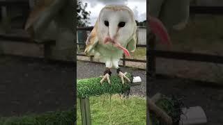 Beautiful owl feeding 