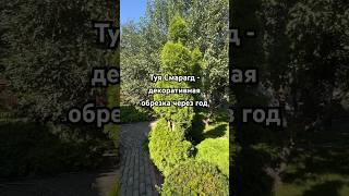 Декоративная обрезка туи Смарагд через год #ландшафт #дом #дача #сад #gardening