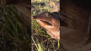 #everglades#youtubeshorts#nature#alligator#snake#turtle