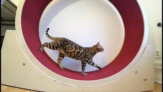 Bengal Cat Wheel Training (First Time) || Bengal Katze Katzenlaufrad Training (Erstes Mal)