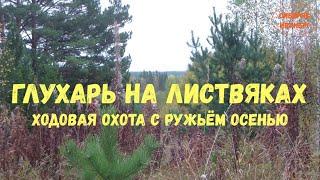 ГЛУХАРЬ НА ЛИСТВЯКЕ. ХОДОВАЯ ОХОТА В СИБИРИ. РЯБЧИК НА МАНОК. СЕНТЯБРЬ.