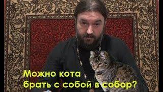 Можно ли кота брать в храм? Протоиерей Андрей Ткачев