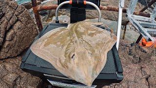 Beach Fishing For Rays - Up & Over Rig - Beach Fishing - Sea Fishing Uk