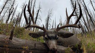 Hunting high country Wyoming mule deer. Region G or H Part 2