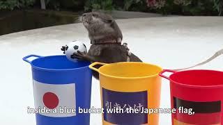 Otter praised for predicting Japan's shock World Cup win vs. Germany