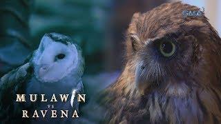 Mulawin VS Ravena: Ang sumpa kina Pagaspas at Lawiswis