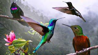 Hummingbirds : Tiny Wings, Big Wonders