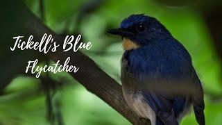 Tickelle's Blue Flycatcher | Birds in the garden