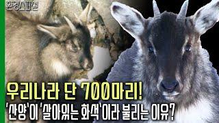 우리나라에 단 700마리뿐! ‘산양’이 ‘살아있는 화석’이라 불리는 이유는?  [환경스페셜-겨울설악, 그곳엔 산양이 산다] / KBS 20110316 방송