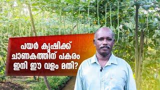 പയർ കൃഷിക്ക് ചാണകത്തിന് പകരം ഇനി ഈ വളം മതി | Payar Krishi In Malayalm | Pea Fertilizer | Cultivation