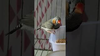 #finch #little #shortvideo #video #zebrafinch  #finchbird #smallbirds #cute #cutebird