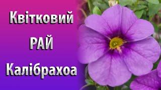 Як Виростити Гарні Кущики Калібрахоа з Великою Кількістю Квітів?