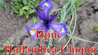 Ирис Hollandica Chopin