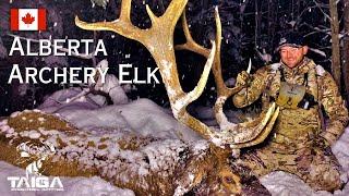 BLIZZARD BULL! Peak-bugle archery Elk hunt in the Alberta foothills!