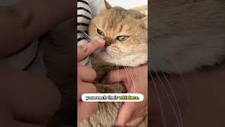 Befriending A Cat With Just One Finger! 