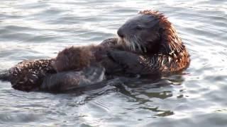 Baby Otter Gets a Bath