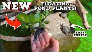 Buying Floating Plants For Mini Pond!