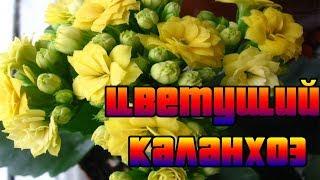 Как заставить цвести каланхоэ?Подготовка Каланхоэ к Сезону Цветения.