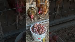 I’m cleaning up the persimmons that are falling by giving them to the chickens as a free food source