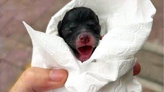 A newborn puppy still carries its placenta, but its mother is Missing...