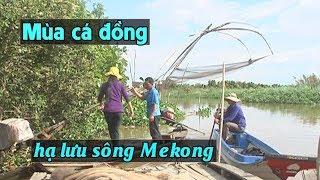 Mùa cá đồng ở hạ lưu sông Mekong, Việt Nam