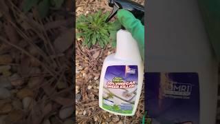 Lawn Pro Tests Vinegar Weed Killer