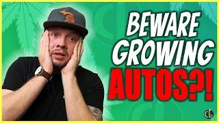 What You Need to Know Before Starting Autoflowers