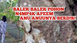 JANGAN TONTON NTI BATAL PUASANYA BALEK"POHON N4MP4K APEEM ANUUNYA BERDIRI