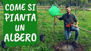 COME PIANTARE ALBERI: tutti i consigli e 5 errori da non fare